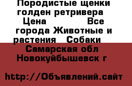 Породистые щенки голден ретривера › Цена ­ 25 000 - Все города Животные и растения » Собаки   . Самарская обл.,Новокуйбышевск г.